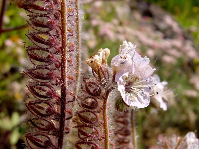 Phacelia cicutaria